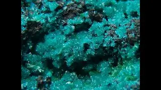 DIOPTAZ - Chile, Atacama, Cha&ntilde;aral Prov., Cerro Negro Mine /Minerały & skamieniałości/