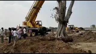 90 Years Above Tree Replacement