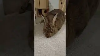 Testing Bunny's survival skills! 🤣