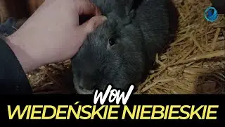 Niespodziewany wykot na święta!  (Wiedeński Niebieski, Sallander, Belgijski Olbrzym Żółty i Inne)