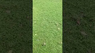 pearl grass farming #trivandrum 9605630061