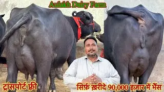 सिर्फ़ 90,000 हज़ार में ख़रीदे ✅ 14 से 20 लीटर दूध तैयार की 🏆20 Buffalo For Sale 😱Aulakh Dairy Farm 