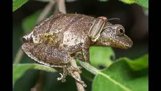 Do Spring Peepers Need a Heat Lamp? Care Guide for Tiny Amphibians