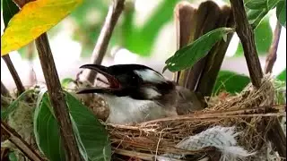 Baby bird hatching first day | Their parents love them so much | Baby bird in nest