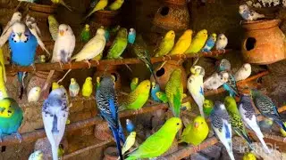 Beautiful Budgies Sounds | Happy Budgies singing sounds | Beautiful Budgies aviary