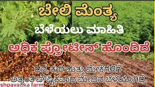 🌱 ಬೇಲಿ ಮೆಂತೆ ಬಿಳೆಯುವ ವಿಧಾನ | ಮೆಂತೆ ಕೃಷಿಯ ಸಂಪೂರ್ಣ ಮಾಹಿತಿ ಕನ್ನಡದಲ್ಲಿ