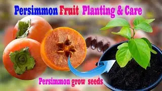 🌳How to grow persimmon from seeds #Persimmon Fruit Planting & Care #तैयार ख़ुरमा के पौधे #Persimmon