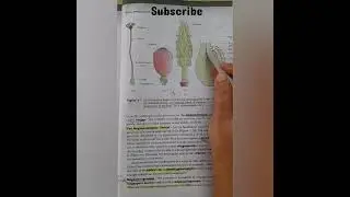 megasporangium or ovule in ovary.