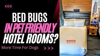 [WATCH] Are Bed Bugs a Problem in Pet Friendly Rooms?