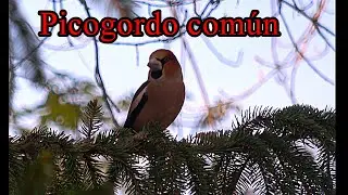 Picogordo com&uacute;n.  Coccothraustes coccothraustes