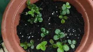 Concimare le fragole