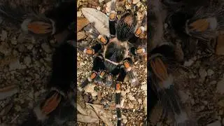 Mexican Flame Knee Tarantula goes for a stroll #tarantula #spider #jewel