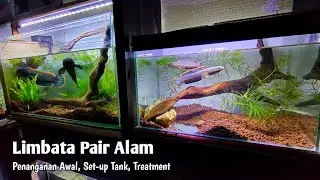 Review Channa Limbata Pair Alam - Treatment dan Set up Tank Breeding