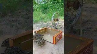 Awesome Underground Quail Trap Using Bicycle & Cardboard #youtubeshorts