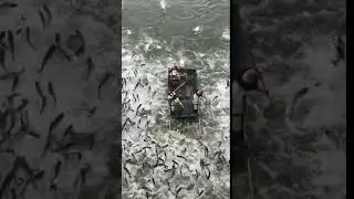 Asian Carp Madness Unbelievable Leaps & The Impact on Our Ecosystems | Nature's Wildest Moments