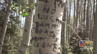 Arborglyphs