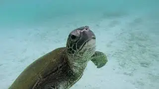 Snorkelling with Sea Turtles at Carlsmith Beach Park, Hilo