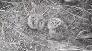 1947 De vogelkolonie in het natuurmonument 'De Beer' Weeknummer 52 25   Open Beelden   10739
