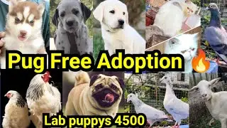 Free Adoption Pug🔥Lab puppy ₹4500❤Cat❤Husky🔥Dalmatian🥰Pets|Pets sale low price Kerala Malayalam