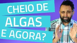 Porque Temos Algas no Aqu&aacute;rio?