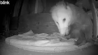 Wildlife Watch: Little Bean the Opossum Bathes in the Shed