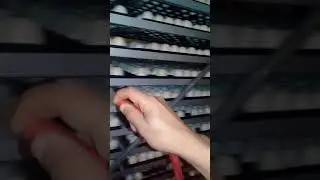 تبريد بيض البط