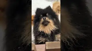 cute dog #reels #shorts #youtubeshorts #animals #dog #doglover #cutedog #dogs #cute #shortvideo