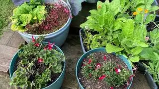 Our Garden. Rhyl, North Wales June 2025