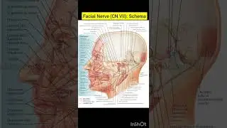 Facial Nerve (CN VII): Schema | Cranial and Cervical Nerves | human anatomy | biology diagram