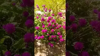 Globe Amaranth plant| Gomphrena globosa plant| The most beautiful plant #globosa #gardening #ytshort