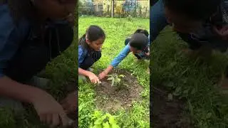 #Plantation  #values #Nature