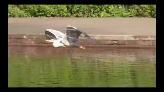 GREY HERON in flight