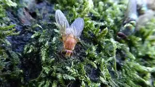 Orange Muscid Fly, Phaonia pallida, Vlieland, FR, the Netherlands, 22 Aug 2020 (2/3)
