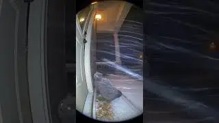 CCTV footage:Cat Discovered in Abandoned House | #CCTVFootage #AbandonedHouse #CatRescue #ViralVideo