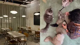 of chic cuisine & cat cafe