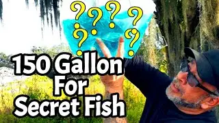 150 Gallon Aquarium Fish Tank Set Up For Secret Fish