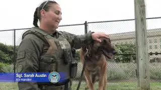 New Explosive Detection K9 in Training: An Interview with PFPA Sergeant Sarah Austin
