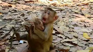 Monkey Lovely Family EP #10 #craft #monkkey #wildlife #ideas #fyp #marbles