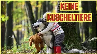 Arbeitshunde sind oft unterfordert!