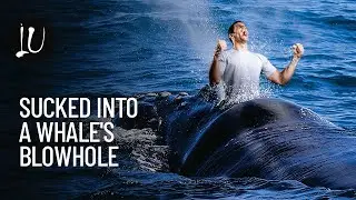 What Will Happen  If You Were Sucked Into a Whale's Blowhole | Imagine Up
