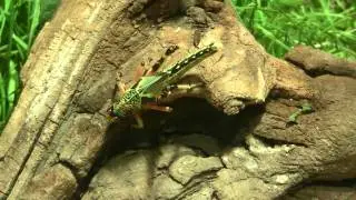 Desert locust (Schistocerca gregaria) / W&uuml;stenheuschrecke