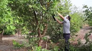 Orange Guava Pruning - Exotic Fruit Tree Care And Trimming (Psidium guajava)