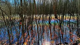 Rainbow Swamp, Canal Ruins, Cliffs, Special Guest Stars! 🌈💦🌟