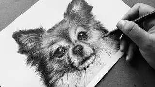 Realistic dog graphite drawing | time lapse