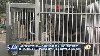4 bears rescued from North Carolina backyard arrive at Alpine animal sanctuary