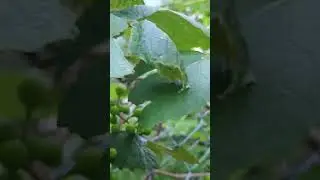 growing GRAPES in MISSISSIPPI