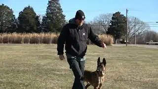 Most Important Thing When Preparing Your Dog For Their BH