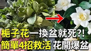栀子花换盆就死？！简单4招教你救活它，花开爆盆香满屋【禅艺绿植工作室】