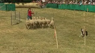 Pyrénées-Orientales : une femme s’impose au concours des chiens de berger