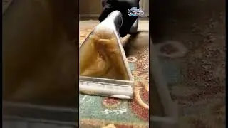 So Dirty Carpet Turned Brand New 😍 | Viral Cleaning Shorts #carpet #carpetcleaningasmr #carpetclean